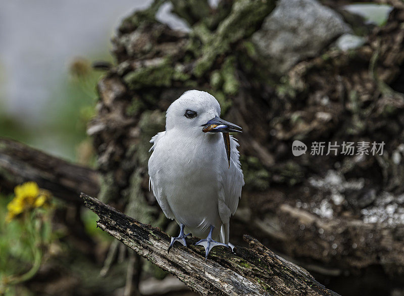 白燕鸥(Gygis alba)是一种小型海鸟，发现横跨热带海洋的世界。这个物种的其他名字包括天使燕鸥和白Noddy。Papahānaumokuākea海洋国家纪念碑，中途岛，中途岛环礁，夏威夷群岛。与